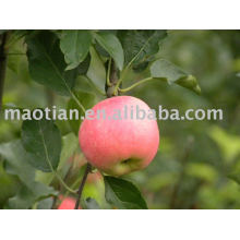 China Fresh Gala Apples